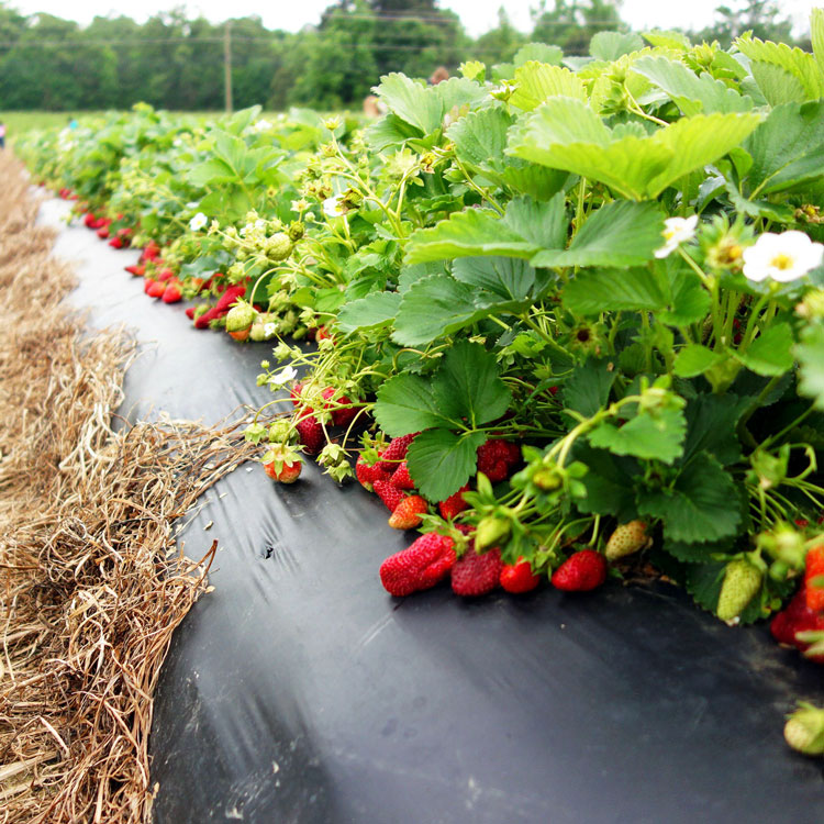 strawberry-farming-2.jpg